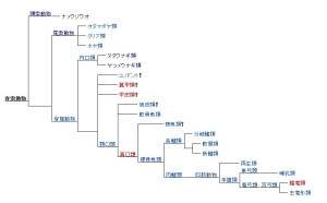 Wikipedia「脊索動物」より借用